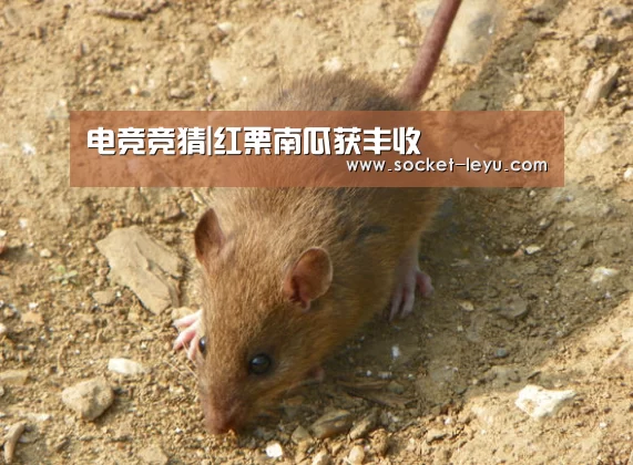 电竞竞猜|红栗南瓜获丰收(图1) 乐鱼体育